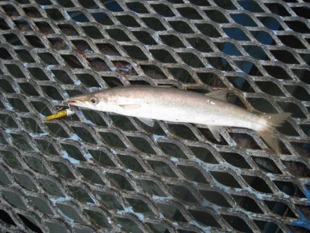 オリジナルメーカー海づり公園(市原市海づり施設) 釣果