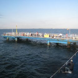 オリジナルメーカー海づり公園(市原市海づり施設) 釣果