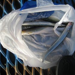 オリジナルメーカー海づり公園(市原市海づり施設) 釣果