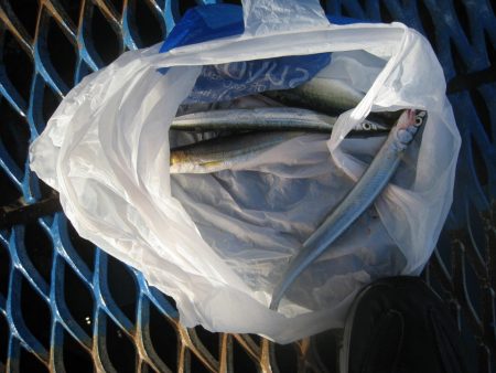 オリジナルメーカー海づり公園(市原市海づり施設) 釣果