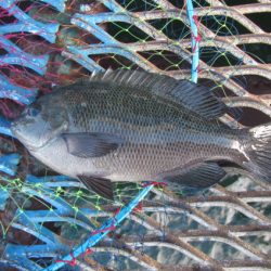 オリジナルメーカー海づり公園(市原市海づり施設) 釣果