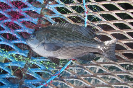 オリジナルメーカー海づり公園(市原市海づり施設) 釣果