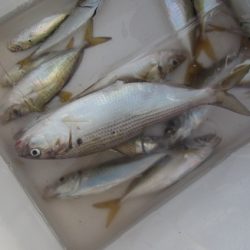 オリジナルメーカー海づり公園(市原市海づり施設) 釣果