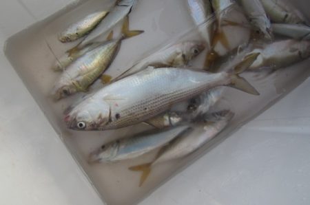 オリジナルメーカー海づり公園(市原市海づり施設) 釣果