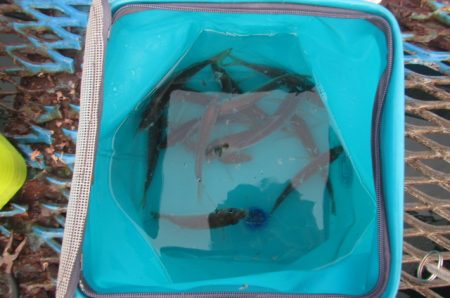 オリジナルメーカー海づり公園(市原市海づり…