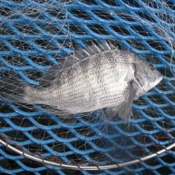オリジナルメーカー海づり公園(市原市海づり施設) 釣果
