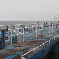 オリジナルメーカー海づり公園(市原市海づり施設) 釣果