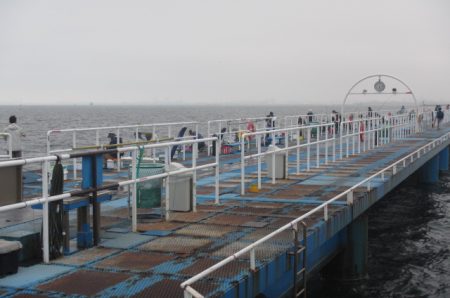 オリジナルメーカー海づり公園(市原市海づり施設) 釣果