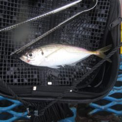 オリジナルメーカー海づり公園(市原市海づり施設) 釣果