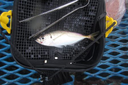 オリジナルメーカー海づり公園(市原市海づり…