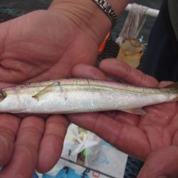 オリジナルメーカー海づり公園(市原市海づり施設) 釣果