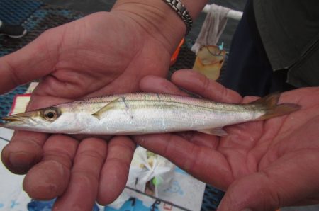 オリジナルメーカー海づり公園(市原市海づり施設) 釣果