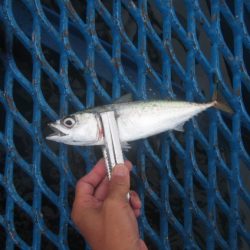 オリジナルメーカー海づり公園(市原市海づり施設) 釣果