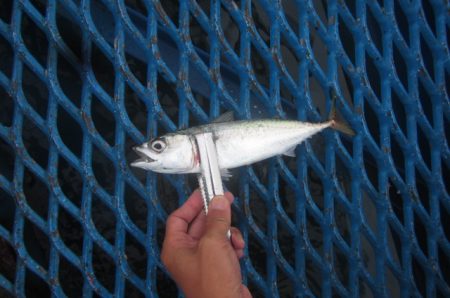 オリジナルメーカー海づり公園(市原市海づり施設) 釣果