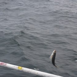 オリジナルメーカー海づり公園(市原市海づり施設) 釣果