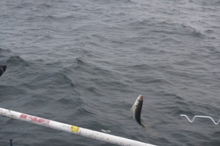 オリジナルメーカー海づり公園(市原市海づり施設) 釣果