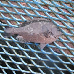 オリジナルメーカー海づり公園(市原市海づり施設) 釣果