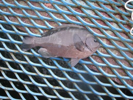 オリジナルメーカー海づり公園(市原市海づり施設) 釣果