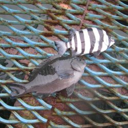 オリジナルメーカー海づり公園(市原市海づり施設) 釣果