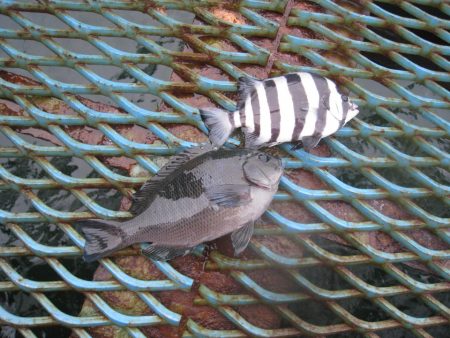 オリジナルメーカー海づり公園(市原市海づり施設) 釣果