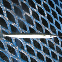 オリジナルメーカー海づり公園(市原市海づり施設) 釣果