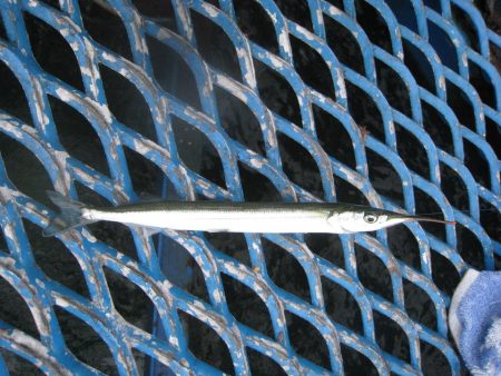 オリジナルメーカー海づり公園(市原市海づり施設) 釣果