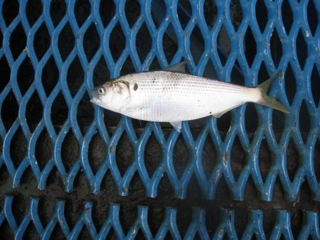 オリジナルメーカー海づり公園(市原市海づり施設) 釣果
