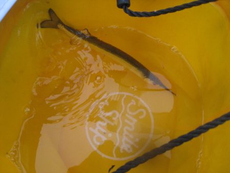 オリジナルメーカー海づり公園(市原市海づり施設) 釣果