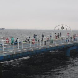 オリジナルメーカー海づり公園(市原市海づり施設) 釣果