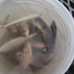 オリジナルメーカー海づり公園(市原市海づり施設) 釣果