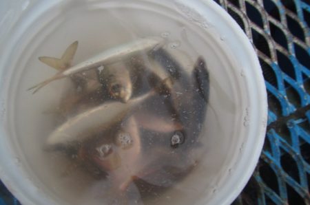 オリジナルメーカー海づり公園(市原市海づり施設) 釣果