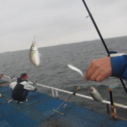オリジナルメーカー海づり公園(市原市海づり施設) 釣果
