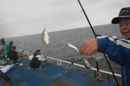 オリジナルメーカー海づり公園(市原市海づり施設) 釣果