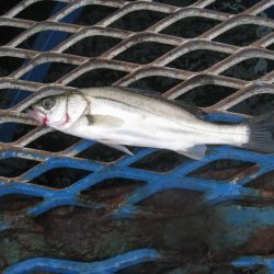 オリジナルメーカー海づり公園(市原市海づり施設) 釣果