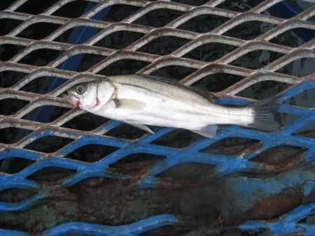 オリジナルメーカー海づり公園(市原市海づり施設) 釣果