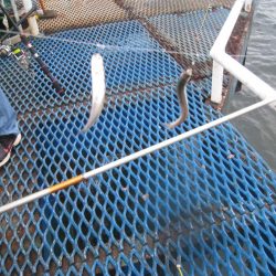 オリジナルメーカー海づり公園(市原市海づり施設) 釣果