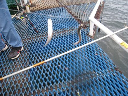 オリジナルメーカー海づり公園(市原市海づり施設) 釣果