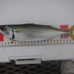 オリジナルメーカー海づり公園(市原市海づり施設) 釣果