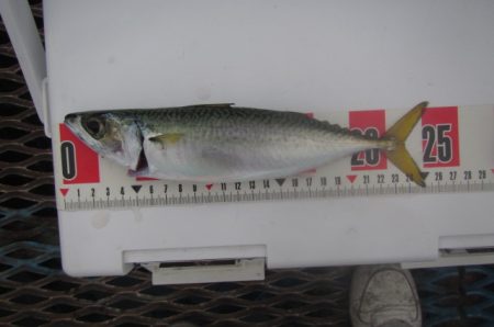 オリジナルメーカー海づり公園(市原市海づり施設) 釣果