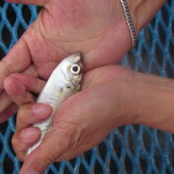 オリジナルメーカー海づり公園(市原市海づり施設) 釣果