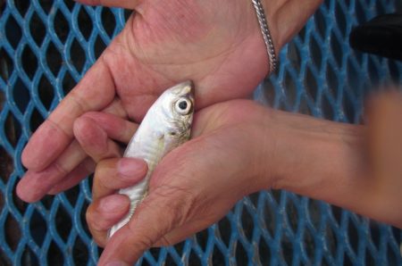 オリジナルメーカー海づり公園(市原市海づり施設) 釣果