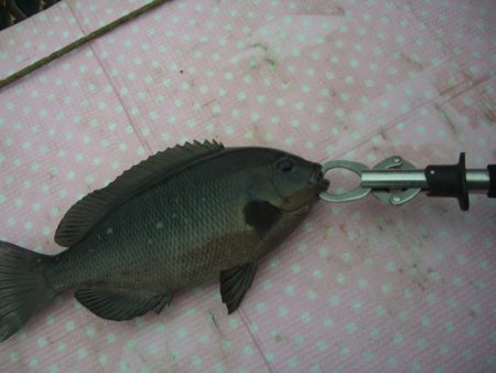 オリジナルメーカー海づり公園(市原市海づり…