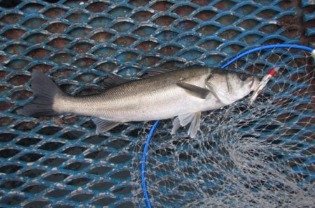 オリジナルメーカー海づり公園(市原市海づり…