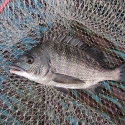 オリジナルメーカー海づり公園(市原市海づり施設) 釣果