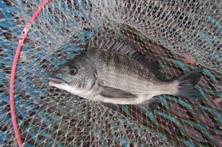 オリジナルメーカー海づり公園(市原市海づり施設) 釣果