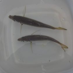 オリジナルメーカー海づり公園(市原市海づり施設) 釣果