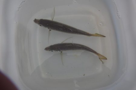 オリジナルメーカー海づり公園(市原市海づり施設) 釣果