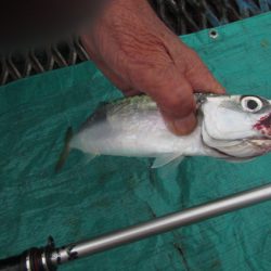 オリジナルメーカー海づり公園(市原市海づり施設) 釣果