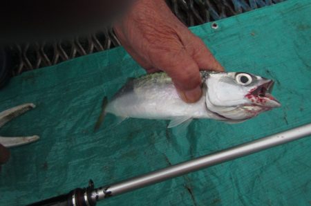 オリジナルメーカー海づり公園(市原市海づり施設) 釣果