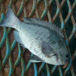 オリジナルメーカー海づり公園(市原市海づり施設) 釣果